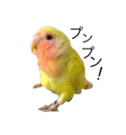 コザクラインコのキロちゃん（個別スタンプ：24）