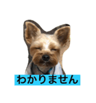 ヨーキーとアイリッシュの仲良し達（個別スタンプ：5）