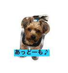 ヨーキーとアイリッシュの仲良し達（個別スタンプ：6）