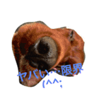 ヨーキーとアイリッシュの仲良し達（個別スタンプ：8）