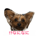 ヨーキーとアイリッシュの仲良し達（個別スタンプ：12）