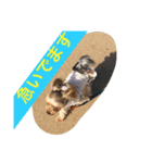 ヨーキーとアイリッシュの仲良し達（個別スタンプ：15）
