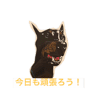 ヨーキーとアイリッシュの仲良し達（個別スタンプ：18）