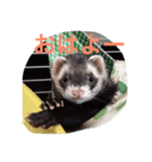 HELLO‼︎ I‘m Matthew★（個別スタンプ：1）