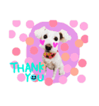 dog party 2（個別スタンプ：1）