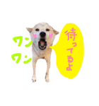 dog party 2（個別スタンプ：2）