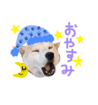 dog party 2（個別スタンプ：6）