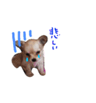 dog party 2（個別スタンプ：12）