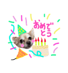 dog party 2（個別スタンプ：17）