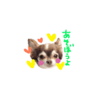 dog party 2（個別スタンプ：21）