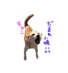 dog party 2（個別スタンプ：23）