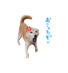 dog party 2（個別スタンプ：24）