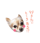 dog party 2（個別スタンプ：25）