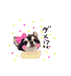 dog party 2（個別スタンプ：27）