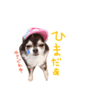 dog party 2（個別スタンプ：29）