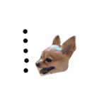 dog party 2（個別スタンプ：31）