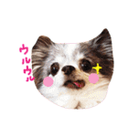 dog party 2（個別スタンプ：37）