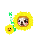 dog party 2（個別スタンプ：38）