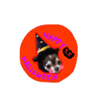 dog party 2（個別スタンプ：40）