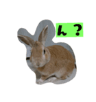 ウサギのじんた（個別スタンプ：2）