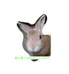 ウサギのじんた（個別スタンプ：3）
