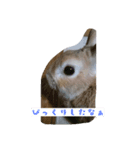 ウサギのじんた（個別スタンプ：7）