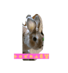 ウサギのじんた（個別スタンプ：8）