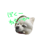 ごすけ（個別スタンプ：6）