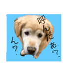 Dog dog lover（個別スタンプ：1）
