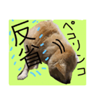Dog dog lover（個別スタンプ：4）
