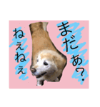 Dog dog lover（個別スタンプ：6）