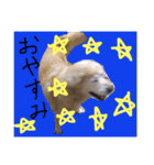 Dog dog lover（個別スタンプ：7）