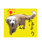Dog dog lover（個別スタンプ：8）