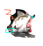 ねこの一言（個別スタンプ：1）