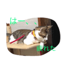 ねこの一言（個別スタンプ：2）