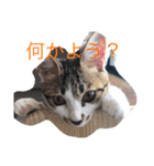 ねこの一言（個別スタンプ：3）