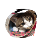 ねこの一言（個別スタンプ：5）