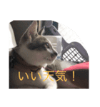 ねこの一言（個別スタンプ：7）