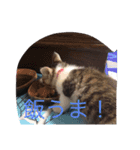 ねこの一言（個別スタンプ：8）
