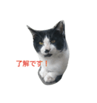 ねこ・ねこ・にゃんとも①（個別スタンプ：1）