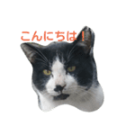 ねこ・ねこ・にゃんとも①（個別スタンプ：2）