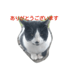 ねこ・ねこ・にゃんとも①（個別スタンプ：3）