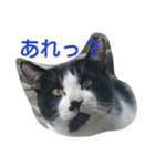 ねこ・ねこ・にゃんとも①（個別スタンプ：4）