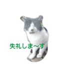 ねこ・ねこ・にゃんとも①（個別スタンプ：5）