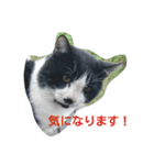 ねこ・ねこ・にゃんとも①（個別スタンプ：6）