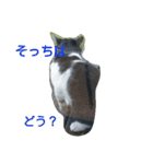 ねこ・ねこ・にゃんとも①（個別スタンプ：8）