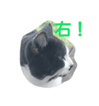 ねこ・ねこ・にゃんとも①（個別スタンプ：9）