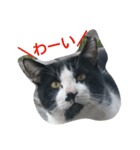 ねこ・ねこ・にゃんとも①（個別スタンプ：10）