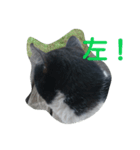ねこ・ねこ・にゃんとも①（個別スタンプ：11）
