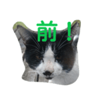 ねこ・ねこ・にゃんとも①（個別スタンプ：12）